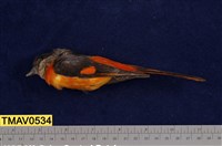 藏品(灰喉山椒鳥)的圖片